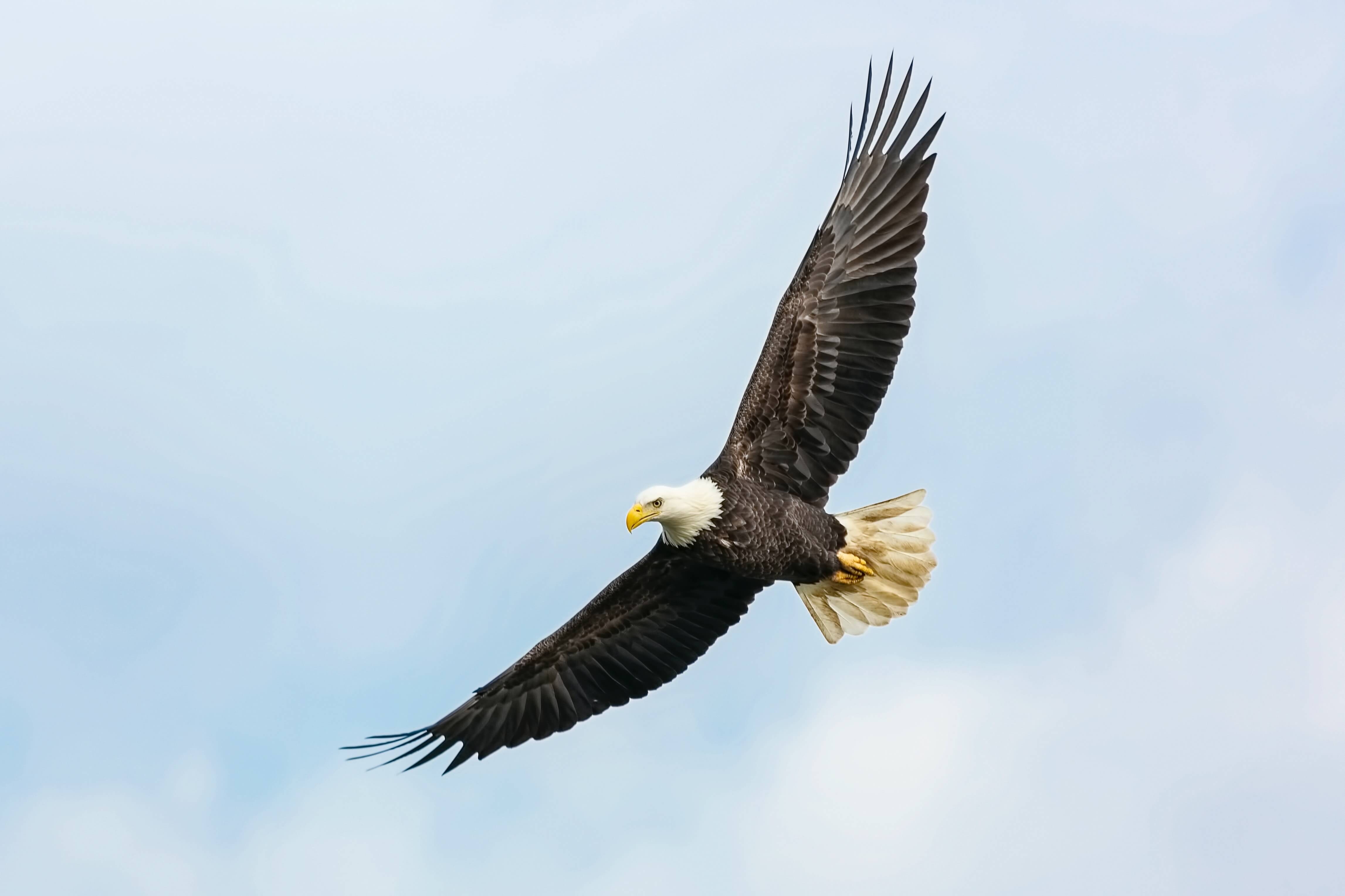 Photo aigle volant