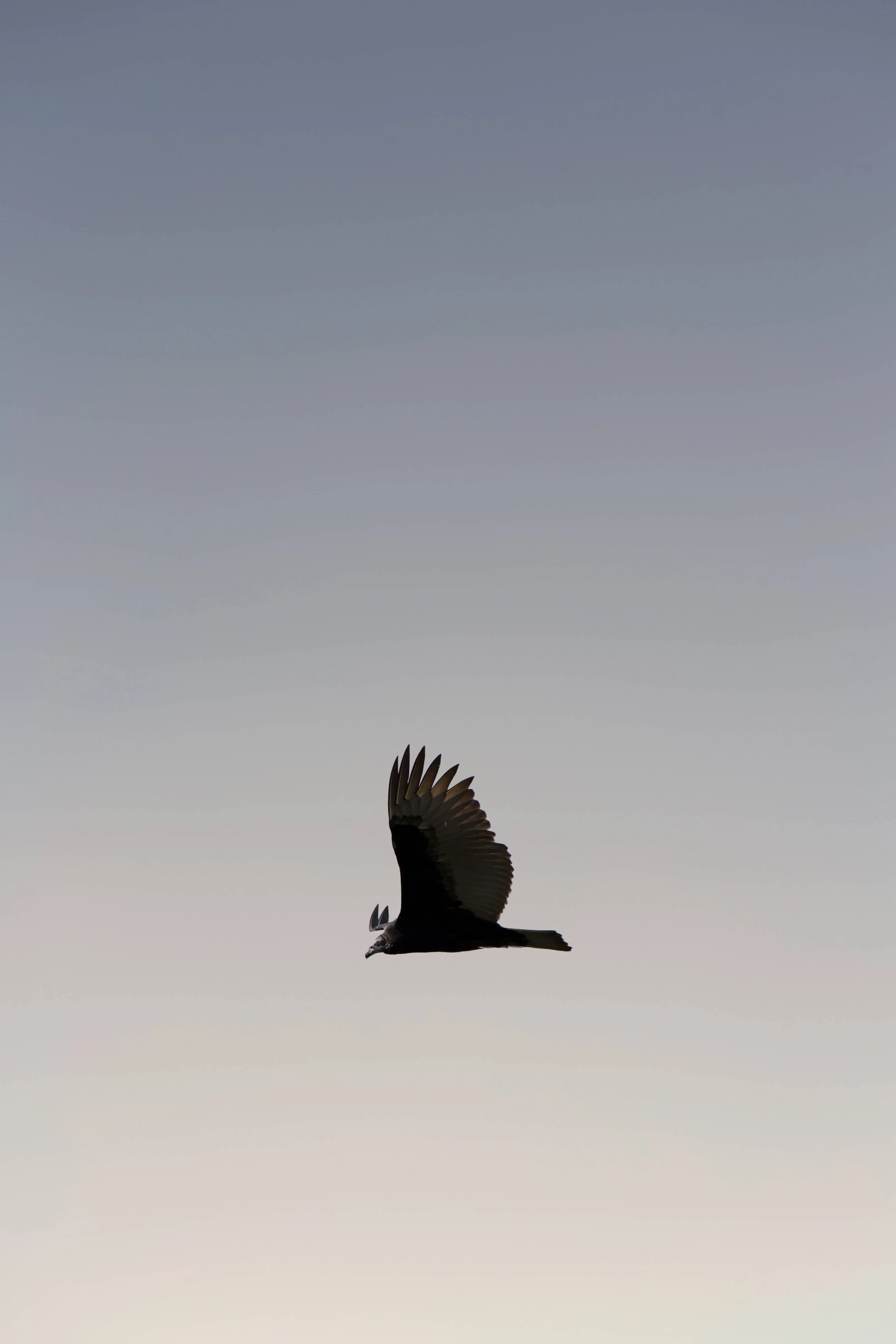 Aigle, présent dans le logo de Lynkus, volant dans le ciel